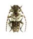 Pogonocherus eugeniae_Campigna 015.jpg