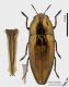 Sphenoptera_rauca_fs.jpg