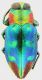 Chrysobothris_rutilicuspis_10mm_grey.jpg