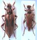 S.oblongomaculata.jpg