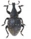Liparus-Up.jpg