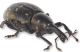 Liparus-latero_front.jpg