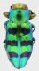 Chrysobothris_melaxona_7,5mm_grey.jpg