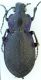 carabus3.jpg