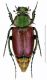Glapyridae_sp_1 from Turkey.jpg