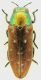 Cisseis_regalis_13mm_grey.jpg