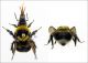 Bombus argillaceus - worker forum.jpg