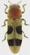 Tonkinula_aurofasciata_8,5mm_grey.jpg