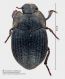 Asida_sp_Torremezzo_Cosenza_clido_FEI.jpg