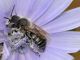 Megachilidae -Hoplitis sp20110701_093.jpg