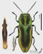 Anthaxia_vittula_ms.jpg