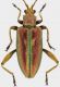 donacia-aquatica-crop.jpg