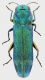 Pseudagrilus_berylinus_6,5mm_grey.jpg