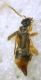 Labia minor (Linnaeus, 1758) - Dermaptera Spongiphoridae.JPG