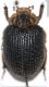 Afromorgus procerus Herold, 1872 - Kopie.JPG