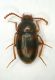 a coso 1b 2.2mm (posseggio).JPG