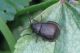 Chrysomelidae- Galeruca pomones-IMG_7164 mod-09 10 08.jpg