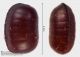 Loboptera_decipiens_ooteca_Calvo_e_Calvilli_FEI_clido.jpg