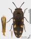 Acmaeodera_bipunctata_ms.jpg