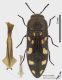 Acmaeodera_bipunctata_fs.jpg