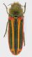 Dactylozodes_tricolor_11mm.jpg