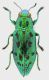 Palmar_elongata_11,5mm_grey.jpg