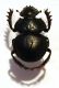Pachysoma hippokrates MAC LEAY, 1821.JPG