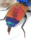 Chrysis-sp-ultimo-tergite-xweb.jpg