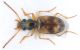 Carabidae-Costa-dei-Gabbiani-orizz-xweb.jpg