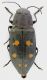 Phaenops_guttulata_10mm_grey.jpg