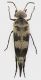 Mordellidae_Gattaceca_12-IX-2011_9mm_grey.jpg