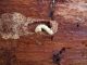 Acanthocinus reticulatus_larva_Campigna 13 settembre 2011 052.jpg