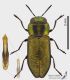 Anthaxia_discicollis_ms.JPG