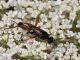 Ichneumonidae -20110724_137.jpg