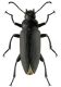 Zophobas morio Fabricius, 1776  24-27mm 2009.08.20 К. Хаим.jpg