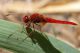 Crocothemis erythraea - maschio (1).JPG