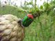 Protaetia cuprea ignicollis 2011.05.26 K. Ata.jpg