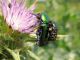 Protaetia cuprea ignicollis, Oxythyrea funesta 2010-04-20   Кинерет.jpg