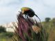 Protaetia cuprea ignicollis_5 2011.05.26 K. Ata.jpg