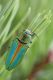 Cypriacis-splendens 2.jpg