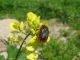 Tropinota squaluda. 2010.02.13_2 K. Haim.JPG