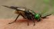 Tabanidae- Chrysops relictus- IMG_21539m_1_1.jpg
