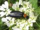 Alosimus syriaca 2011.04.20 m. Karmel.jpg