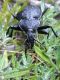 carabus1.jpg