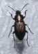 HARPALINAE Castrojeriz 2 7-7-11.jpg