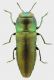 Anthaxia_pacata_5mm_grey.jpg