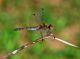 Odonata 25 Settembre  2009 047 Visualizzazione Posta elettronica - Rapida.jpg