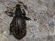 Curculionidae - Otiorhynchus sp - 10 mm -20110914_033.jpg