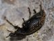 Curculionidae - Otiorhynchus sp - 10 mm -20110914_036.jpg