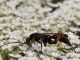 Ichneumonidae -20110724_121.jpg